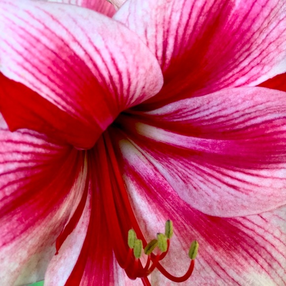 Meet your Posher, Andrea - Picture 2 of 4